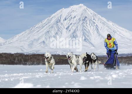 KAMTSCHATKA HALBINSEL, RUSSLAND, 25. Februar 2017: Running Schlittenhund-Team Musher Ryabuhin Denis auf Hintergrund Korjak Vulkan. Kamtschatka Schlittenhund Rennen Beringia Stockfoto