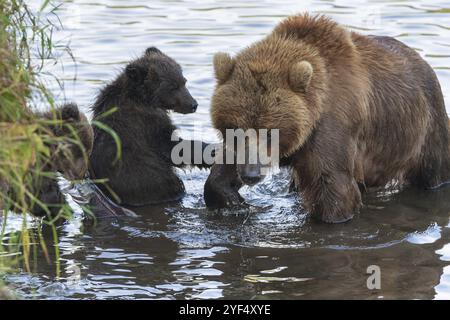 Mutter Kamtschatka Braunbär mit zwei Bärenjungen fischen roten Lachsfisch beim Laichen von Fischen im Fluss. Wilde Raubtiere im natürlichen Lebensraum. Kamtschatka Stift Stockfoto