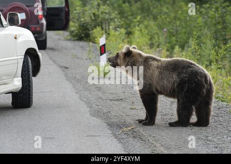 Wilder junger schrecklicher und hungriger fernöstlicher Braunbär (Kamtschatka Braunbär), der auf der Straße läuft und von den Menschen im Auto auf der Autobahn um menschliche Nahrung bettelt Stockfoto