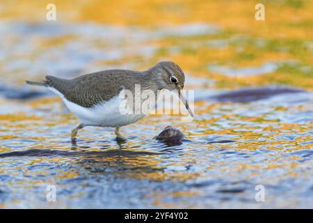 Sandpiper, Sandpiper (Actitis hypoleuco), Biotope, Habitat, Nahrungssuche, Lesbos, Griechenland, Europa Stockfoto