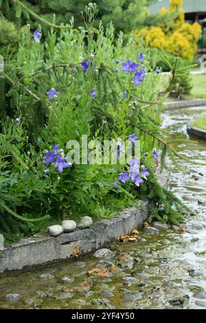 Ein ruhiger Garten mit leuchtenden blauen Blumen, die an einem mäandernden Bach blühen, umgeben von üppigem Grün und friedlicher natürlicher Schönheit. Hochwertiges vertikales Foto Stockfoto