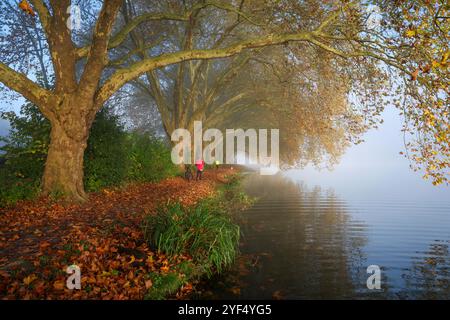 Essen, Nordrhein-Westfalen, Deutschland - Goldener Herbst am Baldeney-See. Radfahrer und Jogger im Morgennebel auf dem Seeweg unter dem Flugzeug Stockfoto