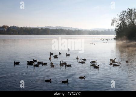 Essen, Nordrhein-Westfalen, Deutschland - Herbst am Baldeney-See. Gänse und Enten schwimmen im Morgennebel auf dem See. Stockfoto