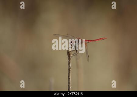 Männliche rote geäderte Darter Libelle (Sympetrum fonscolombii) Stockfoto