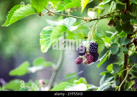 Brombeeren hängen an einem Busch Stockfoto