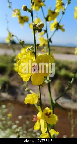Twiggy-Maulein (verbascum virgatum) blüht in der Natur. Nahaufnahme. Stockfoto