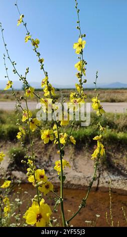 Twiggy-Maulein (verbascum virgatum) blüht in der Natur. Nahaufnahme. Stockfoto