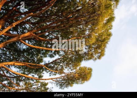 Kiefer mit grünen Blättern am Himmel. Naturhintergrund. Stockfoto