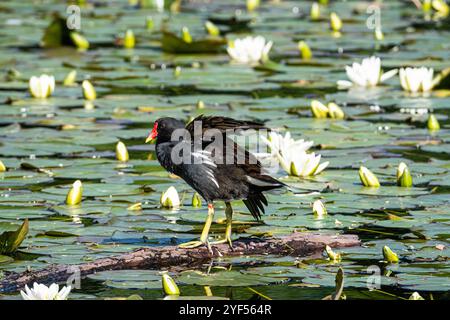 Auf einem schwimmenden Baumstamm in einem See, umgeben von Seerosen und Blumen, steht eine Moorhne (Gallinula chloropus). Der Moorhen hat einen Flügel Stockfoto