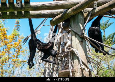 Verspielter schwarz-weißer Spinnenaffenkletterbaum in einem Zoo Stockfoto