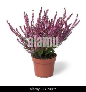 thuja hecke smaragd kaufen Thuja Smaragd kaufen – schmale Hecke main image 1