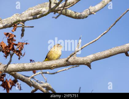 Gelber Palmenkühner (Setophaga palmarum), der während der Herbstwanderung auf einem Ast in der Sonne thront Stockfoto