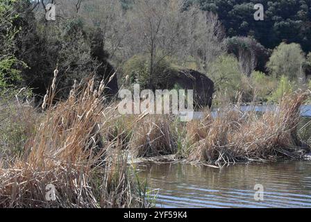 Besalu;Spanien;03302018: Eine ruhige Feuchtlandschaft mit hohen Gräsern und Welpen am Ufer des Wassers. Der Hintergrund zeigt Bäume und felsige für Stockfoto