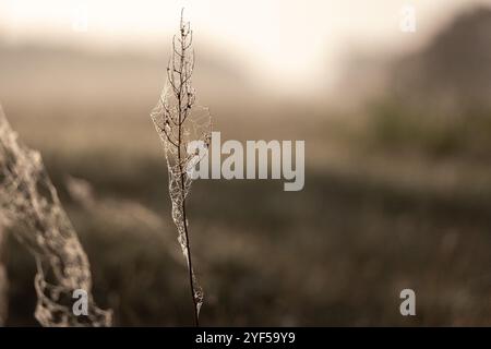 Spinnennetze Von Taw-Laden Zieren Verdorbenes Gras In Foggy Macro Photography Stockfoto