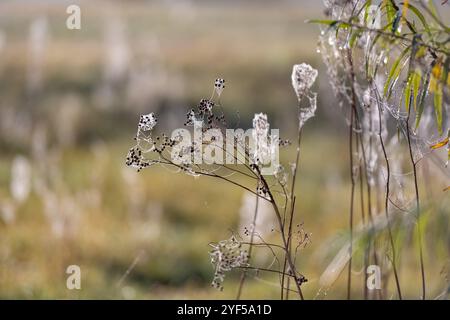 Spinnennetze Von Taw-Laden Zieren Verdorbenes Gras In Foggy Macro Photography Stockfoto