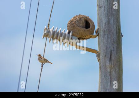 Hornero (Furnarius rufus) neben seinem Nest an einem städtischen Stromleitungsposten. Stockfoto