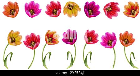 Rosa, orange, gelbe Tulpen. Festlegen oder horizontaler Rahmen von Aquarellblumen, die auf einem weißen Hintergrund isoliert sind. Illustrations-Clipart für Muttertag, Wome Stockfoto