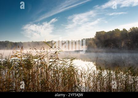 Kleiner Waldsee 'Ummis' in Lilaste, Lettland, bei Nebel im Herbst Stockfoto