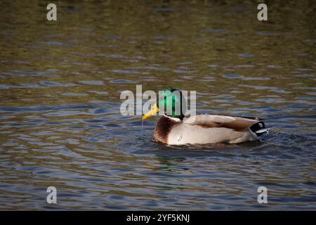 Stockenten frisch vom Schwimmen mit Wasser im Schnabel, wissenschaftlicher Name Anas platyrhynchos Stockfoto