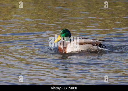 Stockenten frisch vom Schwimmen mit Wasser im Schnabel, wissenschaftlicher Name Anas platyrhynchos Stockfoto