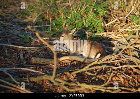 Junge Damhirsche (Dama Dama) in einem sicheren Versteck im Unterholz Stockfoto