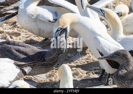 Cape Gannet (Morus capensis) Küken, die von ausgewachsenen Tieren in der Zuchtkolonie Bird Island, Lamberts Bay, Westküste, Südafrika, gefüttert werden; Sie sind weltweit endan Stockfoto