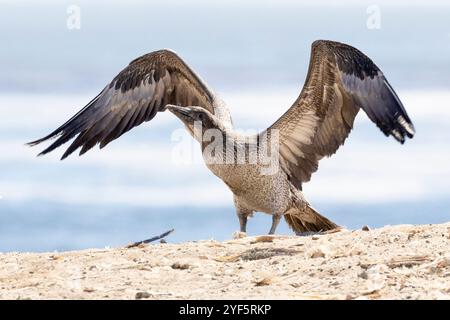 Cape Gannet (Morus capensis), das seine Flügel ausübt, um die Brutkolonie auf Bird Island, Lamberts Bay, West Coast, South A zu stärken Stockfoto