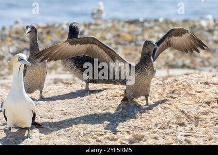 Cape Gannet (Morus capensis)-Küken, die ihre Flügel in der Brutkolonie Bird Island, Lamberts Bay, Westküste, Südafrika, ausdehnen, um sie zu stärken. Stockfoto