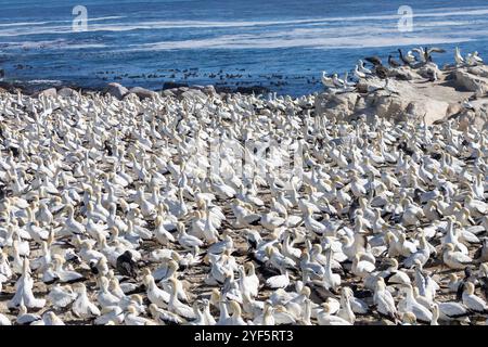 Cape Gannet (Morus capensis) Zuchtkolonie auf Bird Island, Lamberts Bay, Westküste, Südafrika, sind sie weltweit durch den Rückgang des po gefährdet Stockfoto