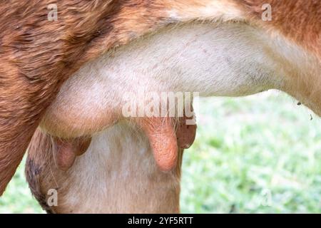 Nahaufnahme des Euters und der Zitzen einer laktierenden Rinderkuh auf einer Weide Stockfoto