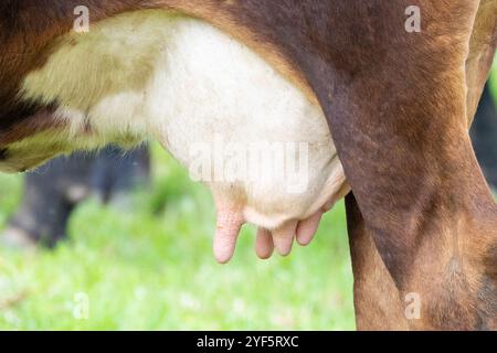 Nahaufnahme des Euters und der Zitzen einer laktierenden Rinderkuh auf einer Weide Stockfoto