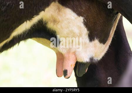 Nahaufnahme des Euters und der Zitzen einer laktierenden Rinderkuh auf einer Weide Stockfoto