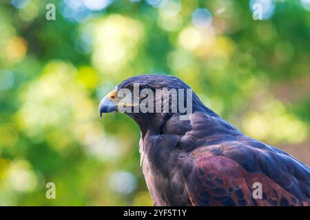 Profil von harris Falken oder Parabuteo unicinctus Vogel isoliert vor grünem Hintergrund Stockfoto