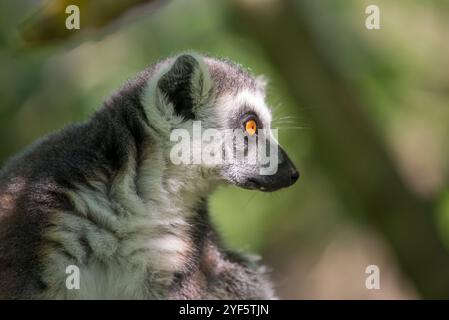 Porträt eines Lemur Catta (Lemur catta) mit seinem fesselnden Blick und seinen ausdrucksstarken Eigenschaften. Bekannt für ihren auffälligen schwarz-weiß gestreiften Schwanz Stockfoto