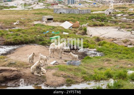 Eine Gruppe von Schlittenhunden, die im Juni um ihre Hütten in Ilulissat, Grönland, ruhen. Diese Hunde sind für ihre Stärke und Ausdauer bekannt Stockfoto