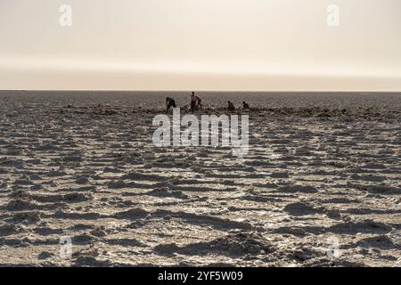 Afar Salzarbeiter schneiden Salzblöcke für den Transport, Salzbergbau am Assale Salt Lake in der Nähe von Hamadela, Danakil Depression, Afar Region, Äthiopien Stockfoto