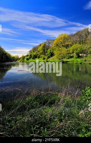 Blick auf den See in der Creswell Crags Prehistoric Gorge, Nottinghamshire, England, Großbritannien Stockfoto