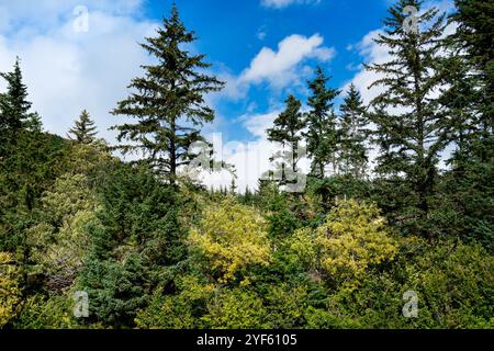 Hohe Kiefern in einem üppigen Wald mit bewölktem Himmel in Haines, Alaska Stockfoto
