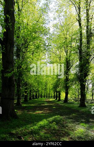 Blick auf den Frühling entlang der Common Lime Tree Avenue und Bluebell Flowers im Clumber Park, Nottinghamshire, England, Großbritannien Stockfoto