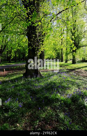 Blick auf den Frühling entlang der Common Lime Tree Avenue und Bluebell Flowers im Clumber Park, Nottinghamshire, England, Großbritannien Stockfoto