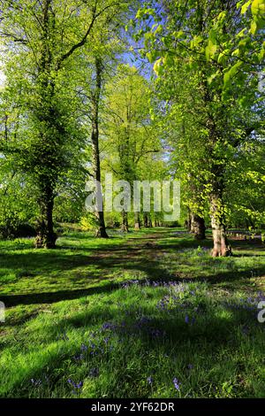 Blick auf den Frühling entlang der Common Lime Tree Avenue und Bluebell Flowers im Clumber Park, Nottinghamshire, England, Großbritannien Stockfoto