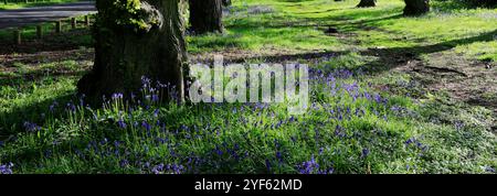 Blick auf den Frühling entlang der Common Lime Tree Avenue und Bluebell Flowers im Clumber Park, Nottinghamshire, England, Großbritannien Stockfoto