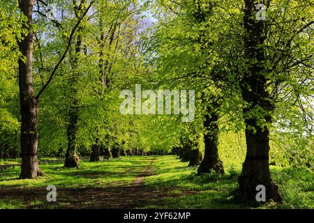 Blick auf den Frühling entlang der Common Lime Tree Avenue und Bluebell Flowers im Clumber Park, Nottinghamshire, England, Großbritannien Stockfoto