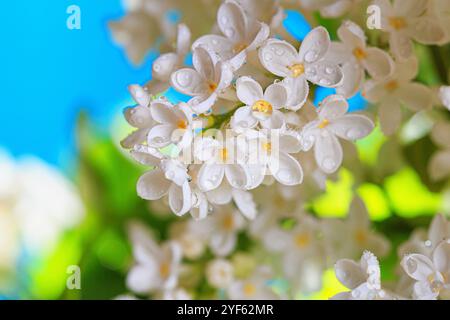 Frühlingslandschaft mit blühenden weißen Fliederblüten, selektiver Fokus Stockfoto