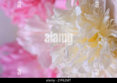 Abstrakter romantischer Hintergrund mit Kopierraum für Text, zarte weiße und rosa Pfingstrosen mit Tropfen auf den Blütenblättern, selektiver Fokus, Nahaufnahme Stockfoto