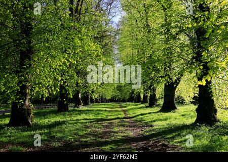 Blick auf den Frühling entlang der Common Lime Tree Avenue und Bluebell Flowers im Clumber Park, Nottinghamshire, England, Großbritannien Stockfoto