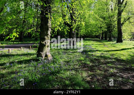 Blick auf den Frühling entlang der Common Lime Tree Avenue und Bluebell Flowers im Clumber Park, Nottinghamshire, England, Großbritannien Stockfoto