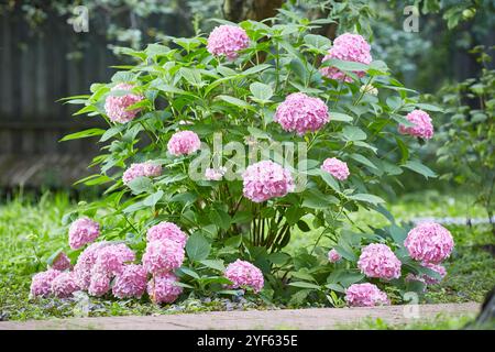 Rosa Hortensie veränderbarer großblättriger Wildwuchs. Die Vielfalt der Paniculate und baumartigen Hortensien. Rosafarbene Blumen Stockfoto