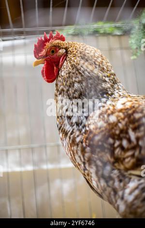 Bielefelder Kennhuhn Hahn auf einer Tierausstellung Stockfoto