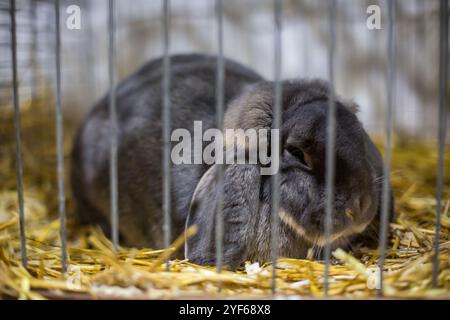 Zwerg Widder Kaninchen blau grau auf einer Tierausstellung Stockfoto